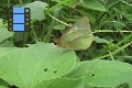 Scene 08_Colias dimera (Female) on a Leaf